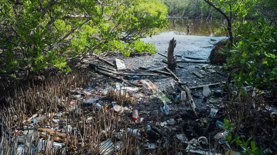 Plastic pollution can get trapped in mangrove ecosystems, creating barriers that prevent seawater from moving in and out of the forest, which increases salinity and results in ecosystem degradation