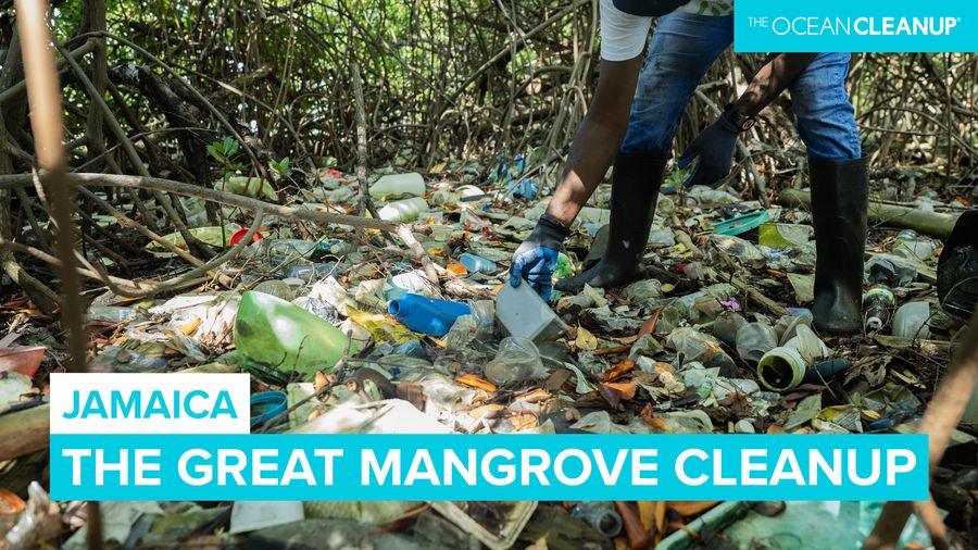 MANGROVE POLLUTION
