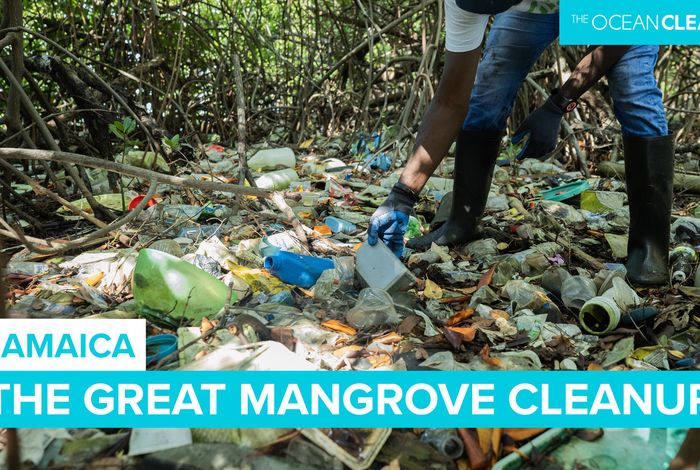 MANGROVE POLLUTION